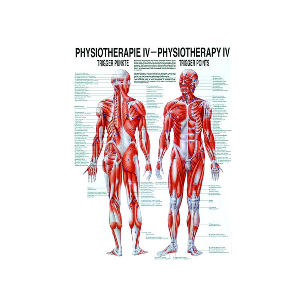 Triggerpunkter engelsk/tysk