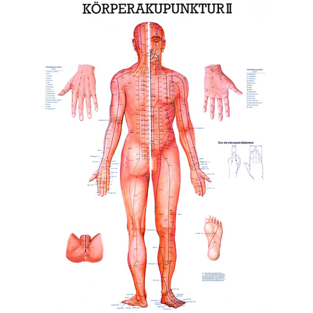 Kropsakupunktur II