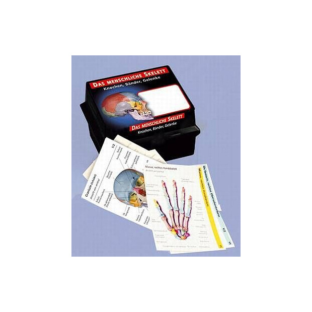Flashcards om skeletsystemet