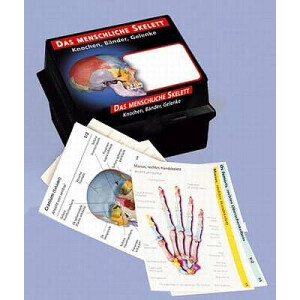 Flashcards om skeletsystemet