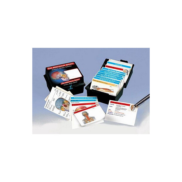 Flashcards om muskelsystemet