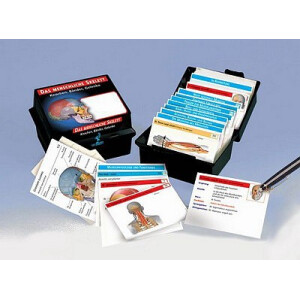 Flashcards om muskelsystemet