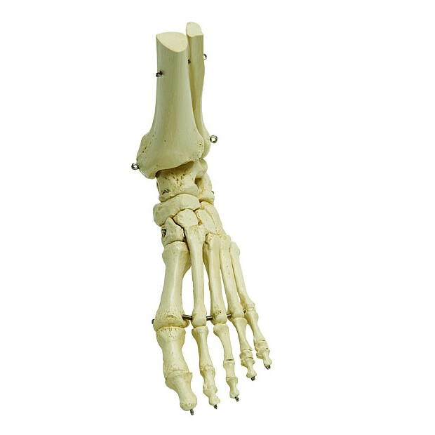 Fodskelet