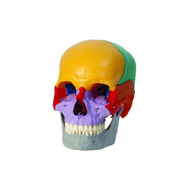 Farvet plug-in kranium