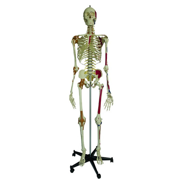 Super skelet