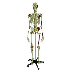 Super skelet
