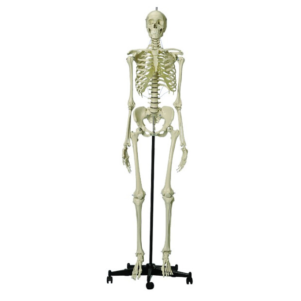 Homo-skelet, standard