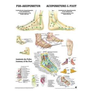 Fodakupunktur 24x34cm