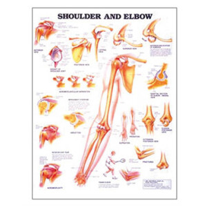 Planche Skulder/albue, str. 50x70cm